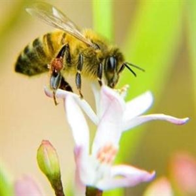 Bee attacks trigger public fears 