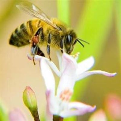 Bee attacks trigger public fears 