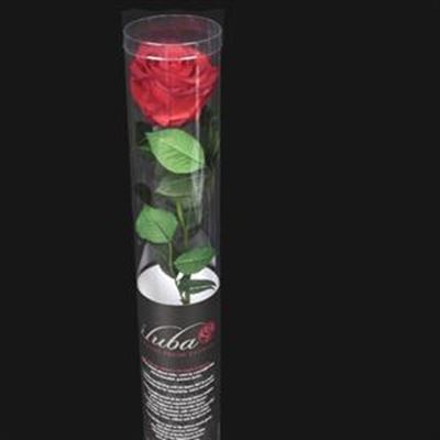 Longlife flowers that will last