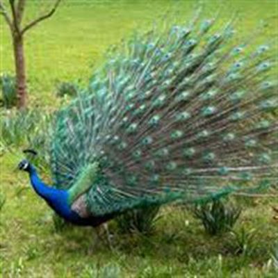 Living in ‘Peacock Country’- some residents would rather roast them for supper