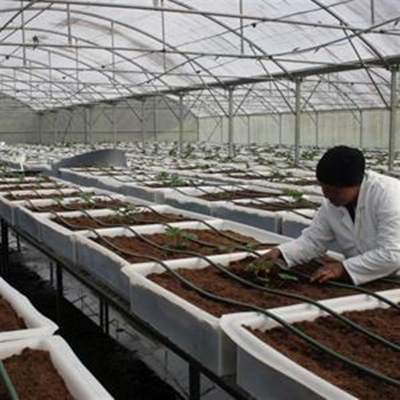 Miljoene aarbeiplantjies op Groeneweide gekweek 