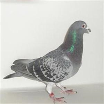 Taking a pot shot at birds against law