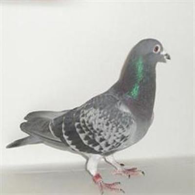 Taking a pot shot at birds against law