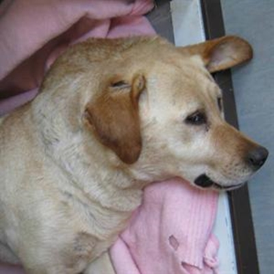 Seeking dog's owners