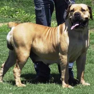 Boerboel gradering geslaagd