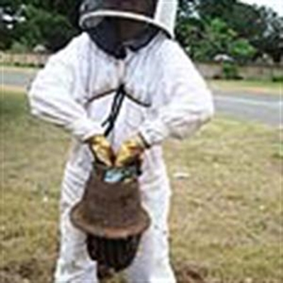 Why Honey? project wins UN Award 