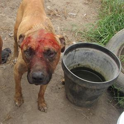 SPCA’s battle against dog fighting 
