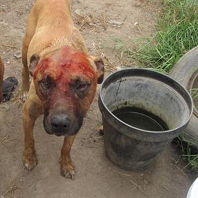 SPCA’s battle against dog fighting 