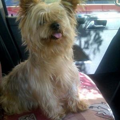 Is dit dalk jou hond?