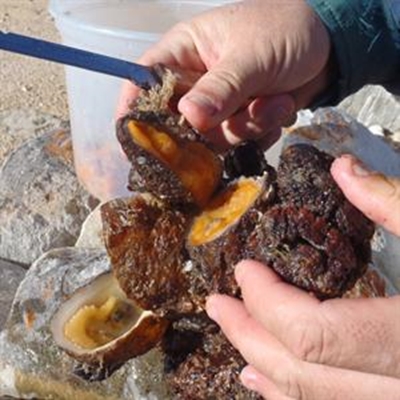 Rooiaas spoel uit op strand gebiede