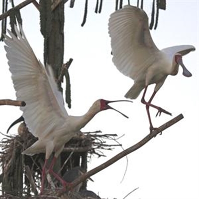 Bird sanctuary could be a tourism icon 