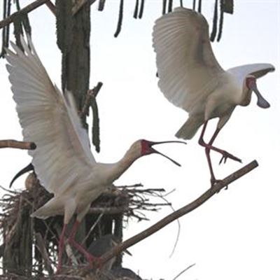 Bird sanctuary could be a tourism icon 