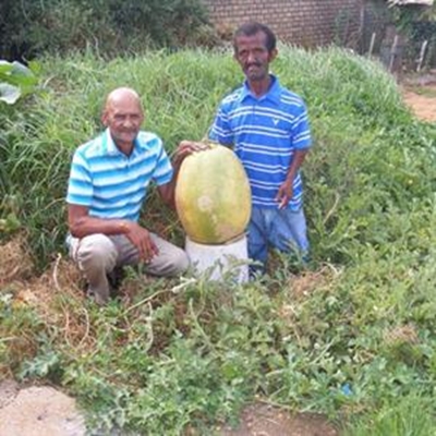 Swaers pak tuinbou aan
