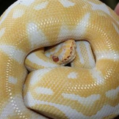 Ball Pythons love to be loved