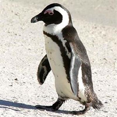 Penguin awareness campaign