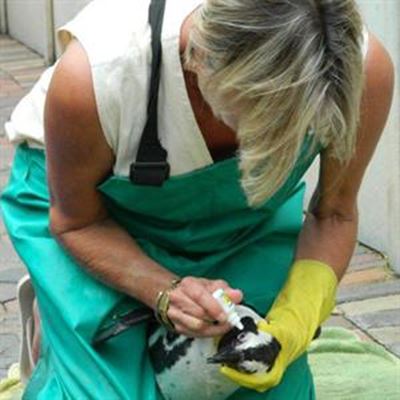 Endangered seabird sends SOS