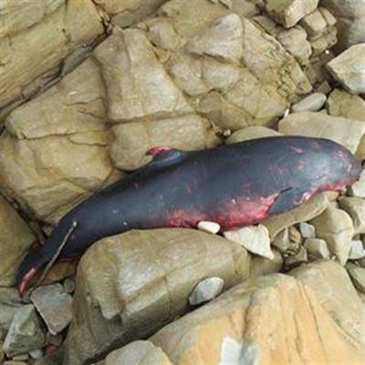 Pygmy Whale washes up on rocks
