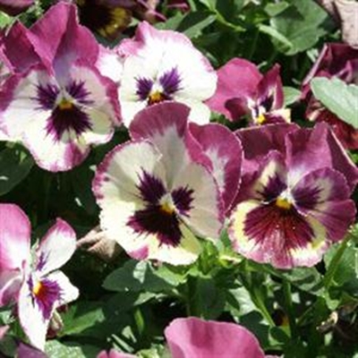 Vibrant colour for Winter 