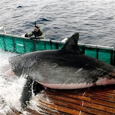 ‘Shark Man’ docks in Mossel Bay 
