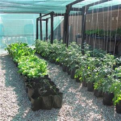 Gardening for food 