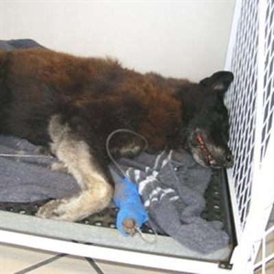 Who poisoned the dogs? 