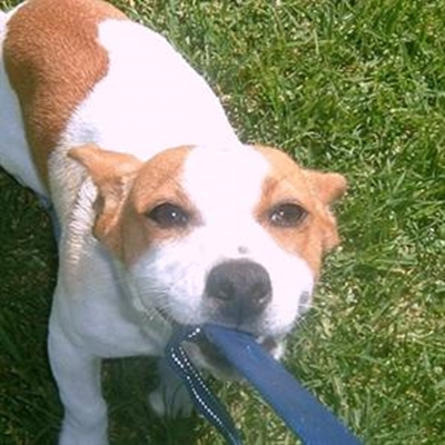 Adopt Jackie Braveheart