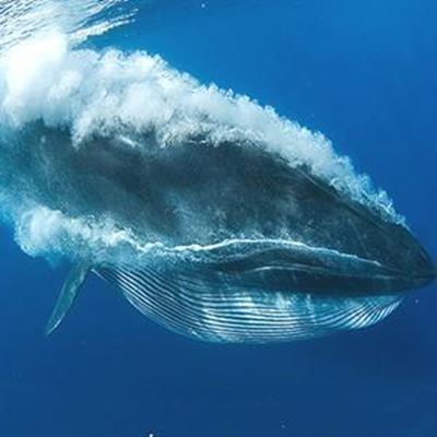 Whale researchers in local waters 