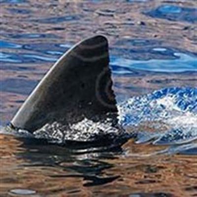 Urgent shark warning