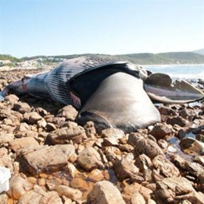Beached whale photos
