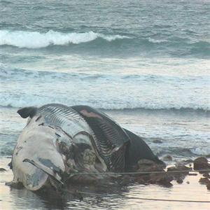 Update: beached whale at Buffalo Bay | Knysna-Plett Herald