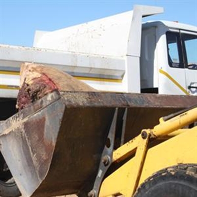 Update: Beached whale at Buffalo Bay