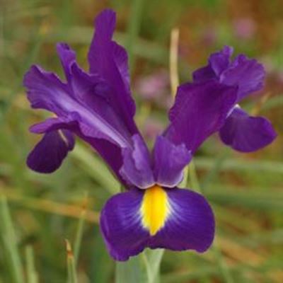 Dutch irises are easy to grow 