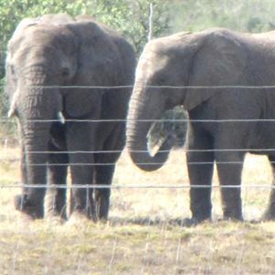 Wildboerdery bied baie opsies