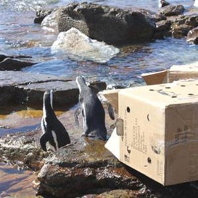Penguins head back home 