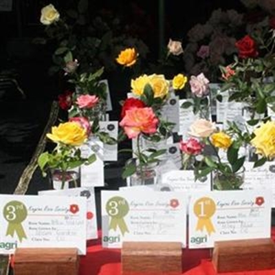 A feast of roses 