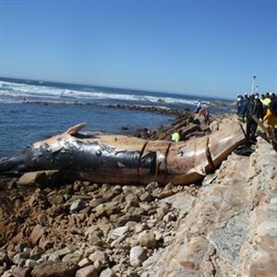 Beached whale at Buffel's Bay