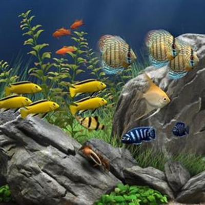 Fish tank better than TV in bedroom 