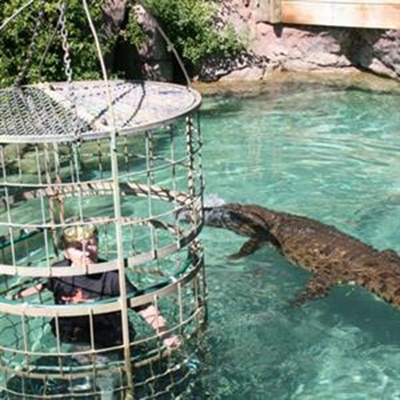 Gutsy pensioner dives with crocodiles 