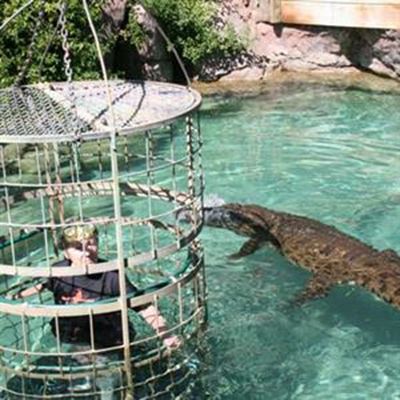 Gutsy pensioner dives with crocodiles 