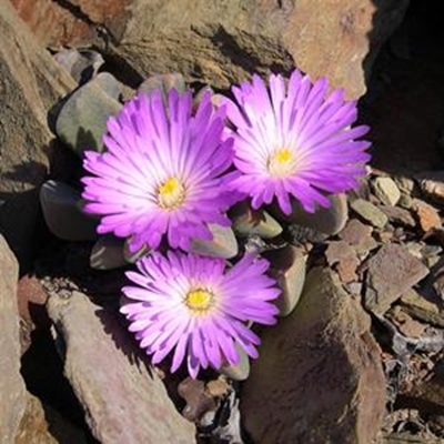 Inheemse plante vir inheemse tuine