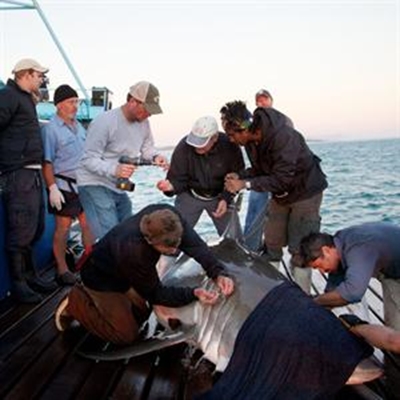 Shark research under attack