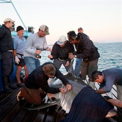 Shark research under attack