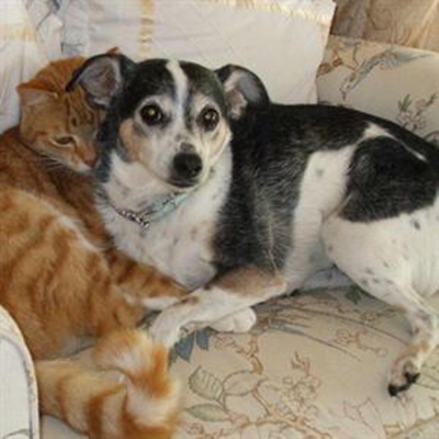 Help soek na vermiste hond