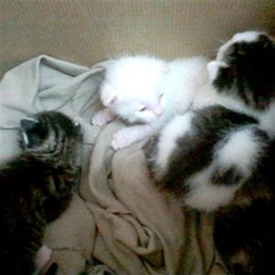 Kittens trapped in ceiling for 2 days