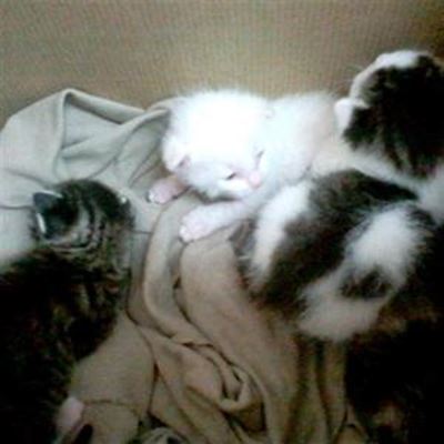 Kittens trapped in ceiling for 2 days