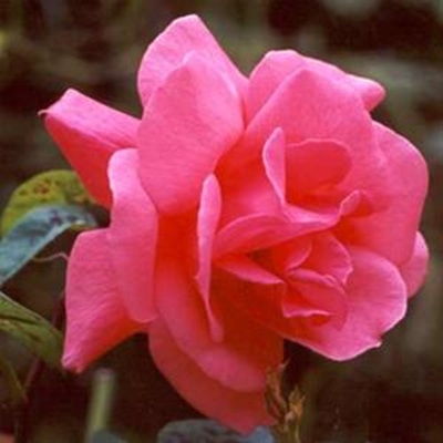 Sixth annual Autumn Rose Show