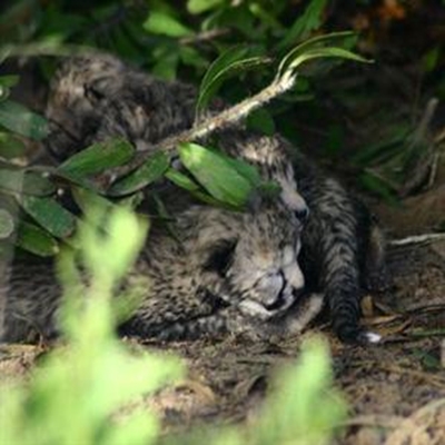 Cheetahs make conservation history