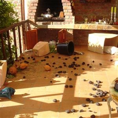 Baboons 'go ape' in garden 