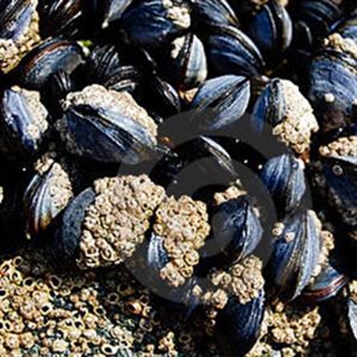 Environmental Management and Monitoring Framework (EMMF) for Marine Aquaculture