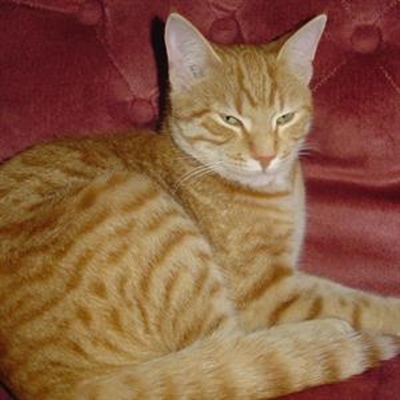 Onwelkome kat kry nuwe huis 